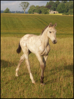 Buckskin spotted colt